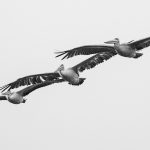 Gerhard Konir - Formationsflug