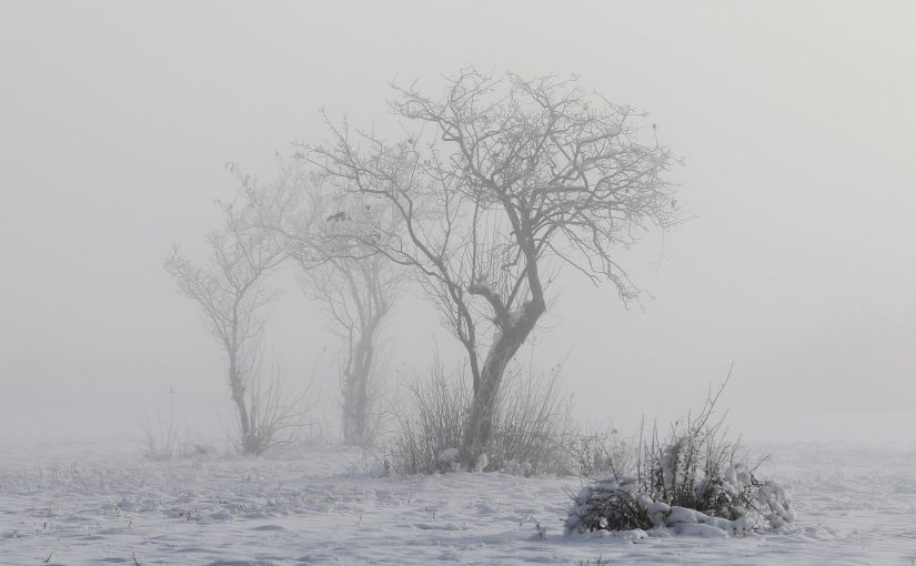 Best of November 2025 – „Bäume“